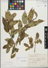 Foto von Salix fragilis L. x Salix pentandra L.